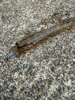 クツワハゼの釣果