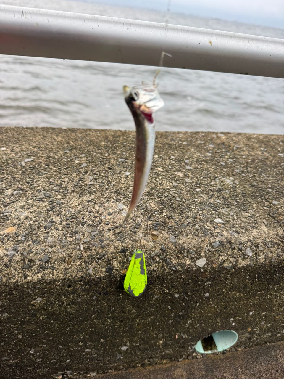 カタクチイワシ