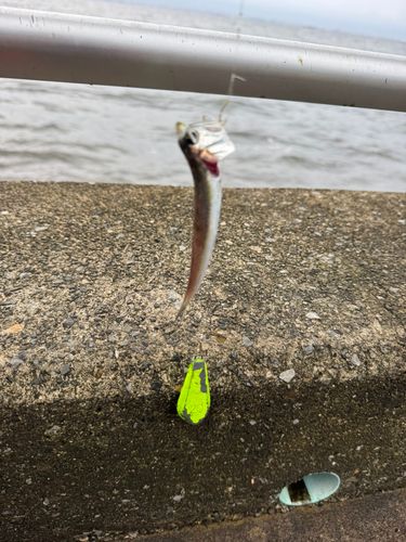 カタクチイワシの釣果