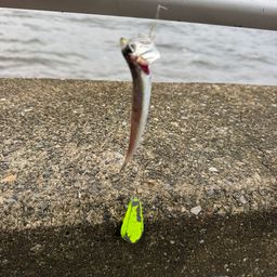 カタクチイワシ