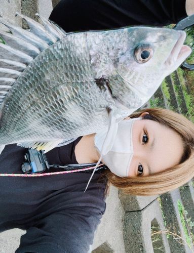 キビレの釣果