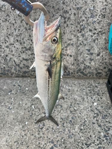 サゴシの釣果