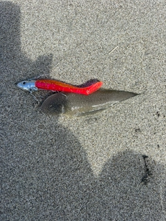 シタビラメの釣果