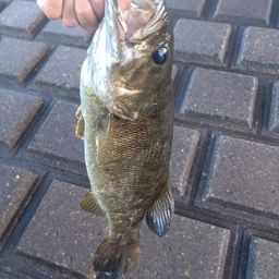 スモールマウスバス