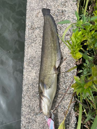 ナマズの釣果