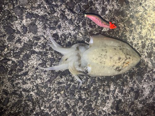 コウイカの釣果