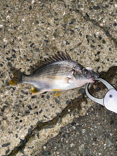 スズキの釣果