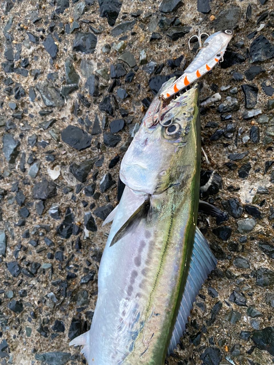 美品　18ディアルーナ　S96ML SHIMANO 18ディアルーナ S96MLの最安値・インプレ・釣果 | 本音