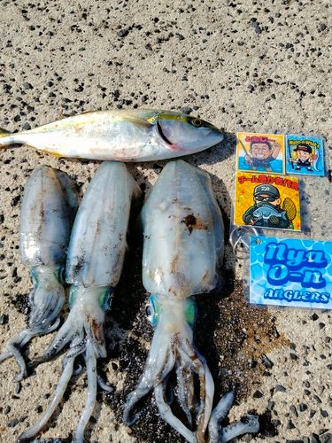 アオリイカの釣果