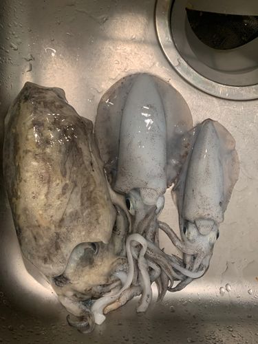 モンゴウイカの釣果