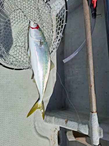 ハマチの釣果
