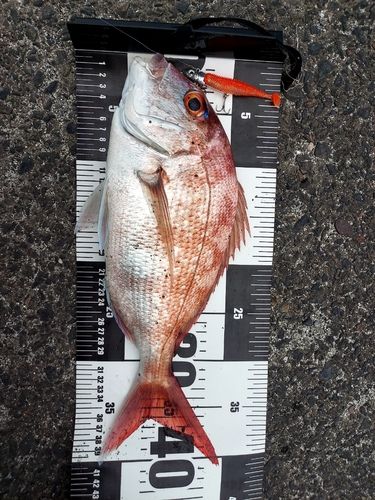マダイの釣果