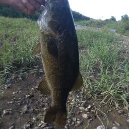 スモールマウスバス