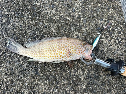 オオモンハタの釣果