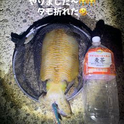 アオリイカ