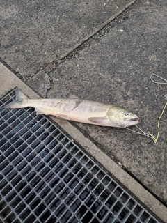 アキアジの釣果