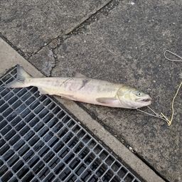 アキアジ