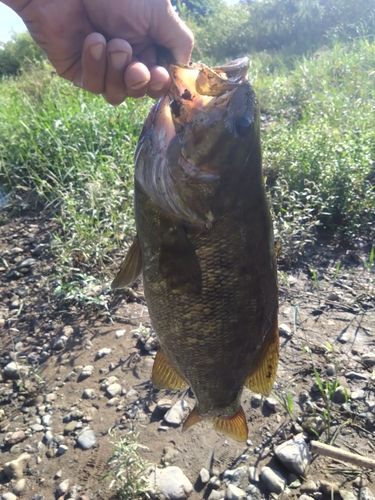 スモールマウスバスの釣果