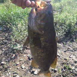 スモールマウスバス