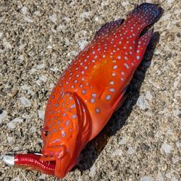 ユカタハタ