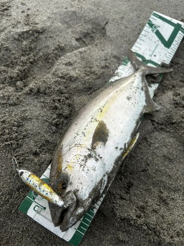ショゴの釣果