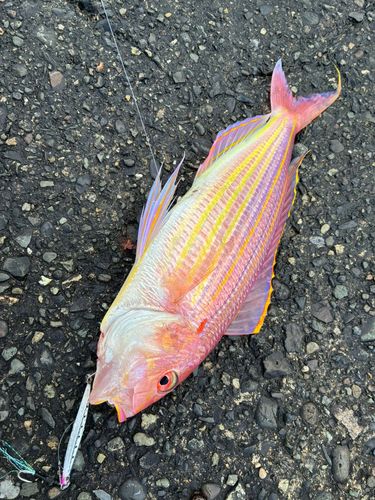 イトヨリダイの釣果