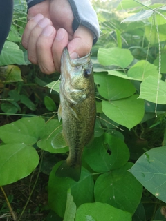 ラージマウスバスの釣果