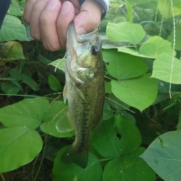 ラージマウスバス