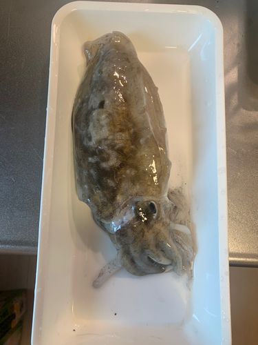 モンゴウイカの釣果