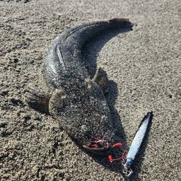 マゴチ