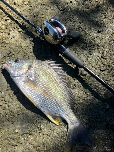キビレの釣果
