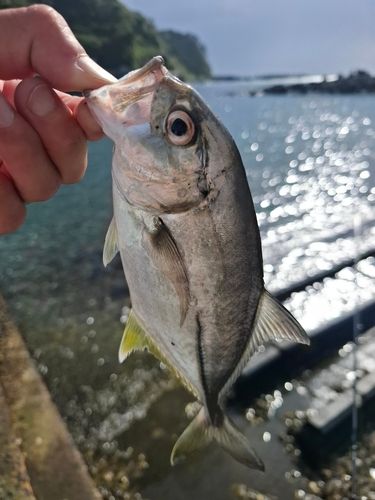 ギンガメアジの釣果