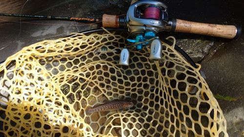 ニッコウイワナの釣果