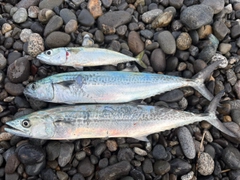 サゴシの釣果