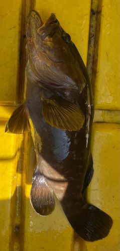 クエの釣果