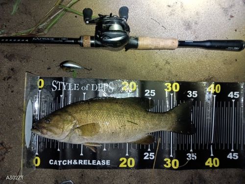 スモールマウスバスの釣果