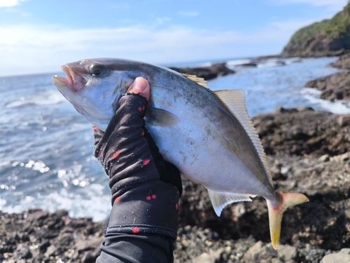 ショゴの釣果