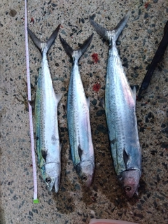 サゴシの釣果