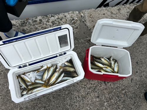 アジの釣果