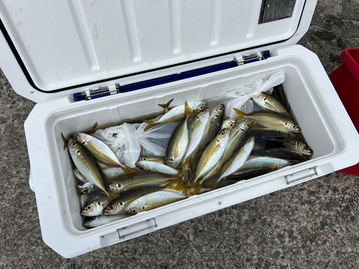 まなひなさんの釣果 2枚目の画像