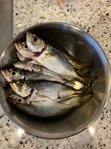 マアジの釣果