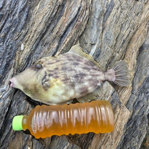 カワハギの釣果