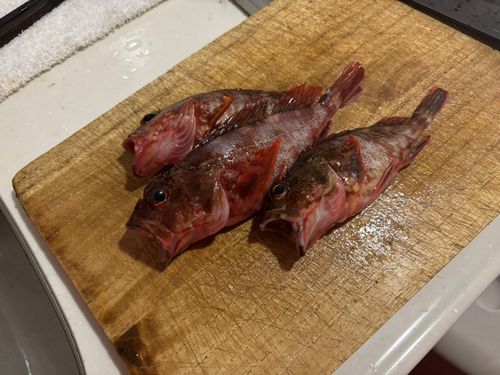 カサゴの釣果
