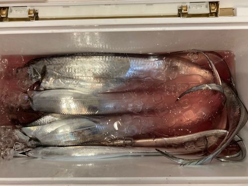 タチウオの釣果