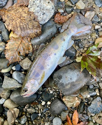 アマゴの釣果