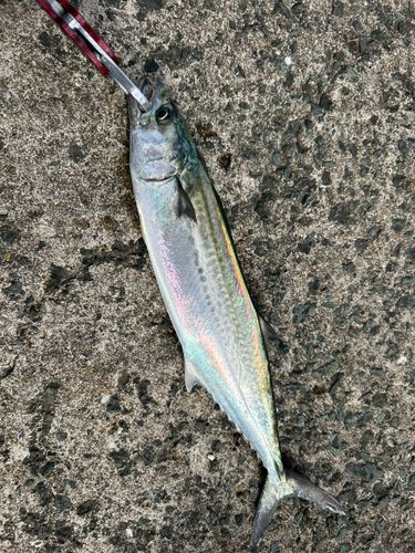 サゴシの釣果