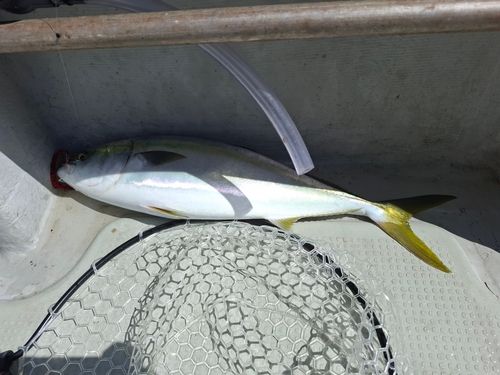 ハマチの釣果