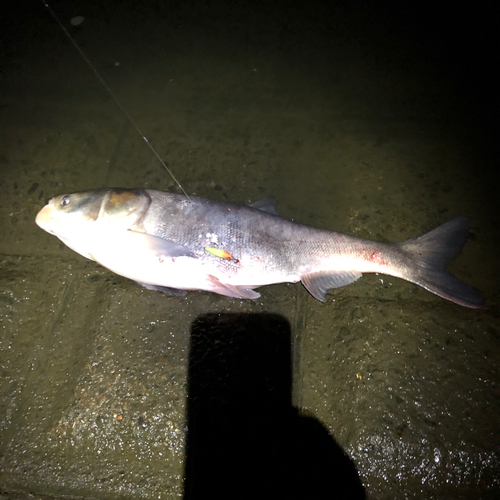 レンギョの釣果