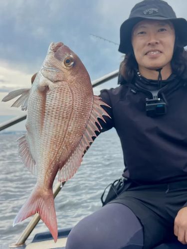 マダイの釣果