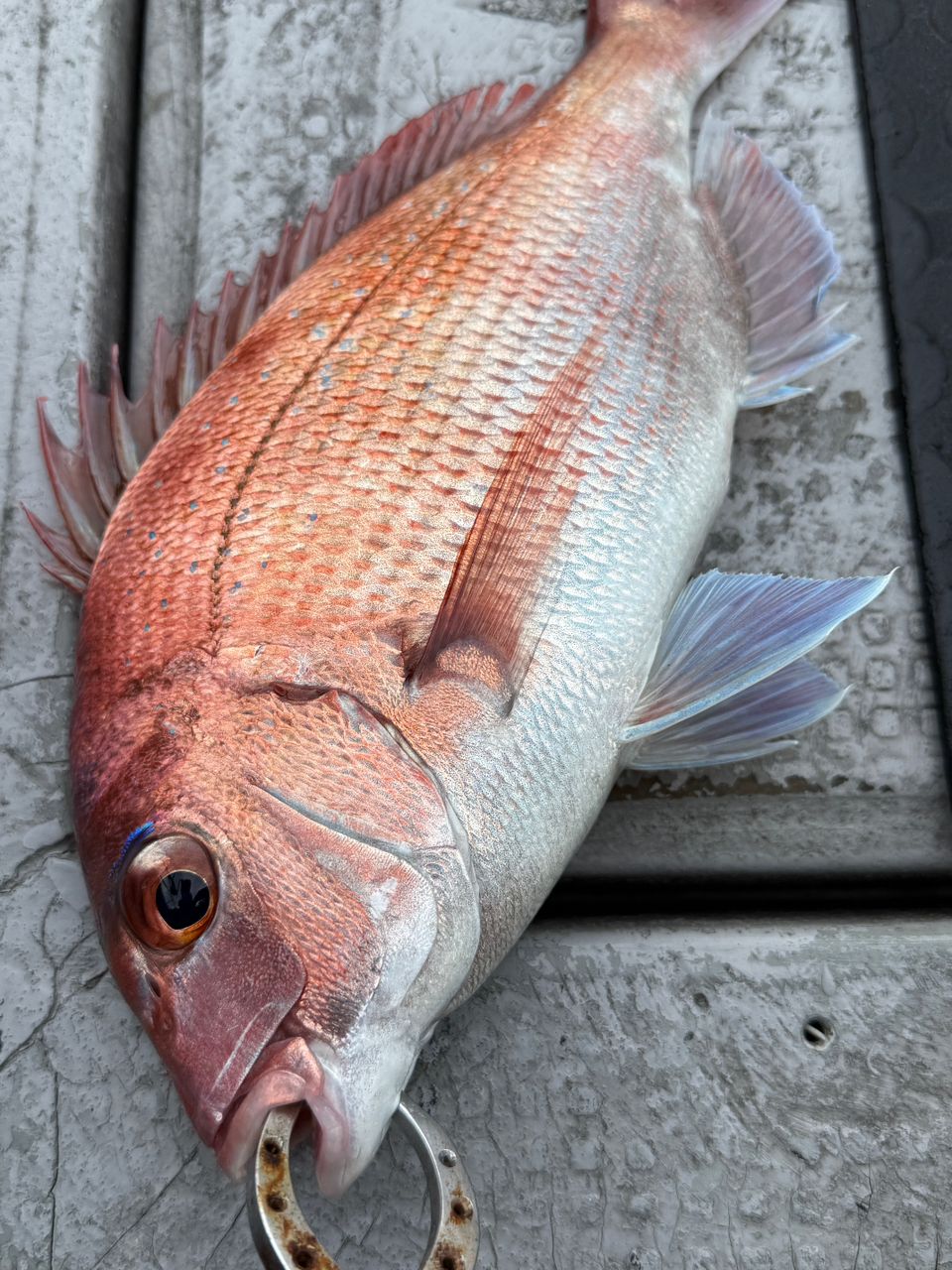 k1mrwoooonderさんの釣果 2枚目の画像